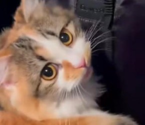 为什么说​​三花猫​​都是猫界的大美女