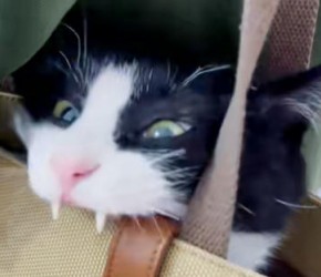 奶牛猫vs​​三花猫​​，差距居然这么大！​