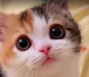 三花猫​​，猫界的大美女，也叫滚地锦，是招财猫的原型！