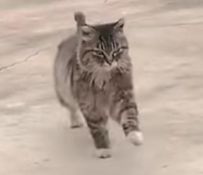 狸花猫​​，最大的缺点就是便宜！