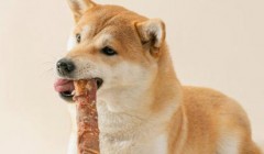 两个月的狗能用磨牙棒吗