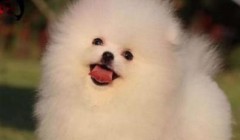 三个月的博美一天吃几顿