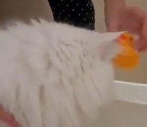 长毛​​猫洗澡​​，安安静静那叫一个乖巧​