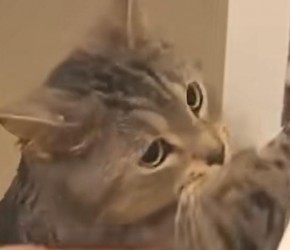 猫需要​​洗澡​​吗？猫为什么会讨厌​​洗澡​​？到底该如何给​​猫洗澡​