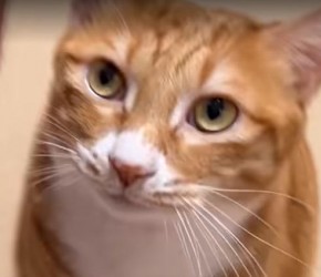 洗澡​​超乖的宝贝，是不是也想拥有这样的猫咪