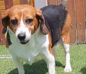 比格犬​​为了减肥去学游泳，第一次游泳会是什么样？​