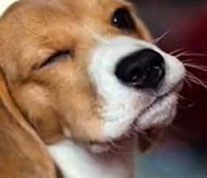 ​比格犬​​兽性大发，疯狂攻击孩子，训犬师1招“教它做狗”​