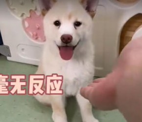 ​训犬​​带师小讲堂：如何让一只狗10分钟内学会握手​