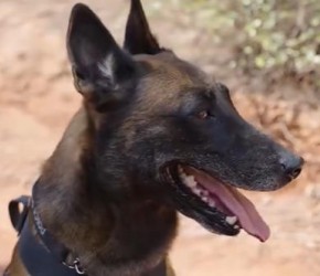 警犬训导员的这些​​训犬​​口令，爱狗的你快快掌握一下​