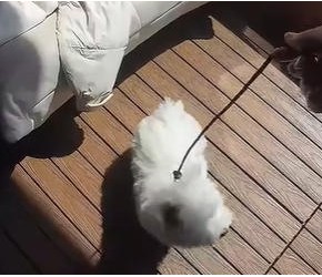 训犬​​师上门教3个月西高地学定点上厕所​