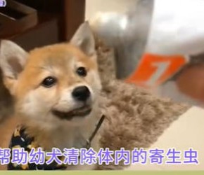 一个月幼犬能驱虫吗