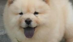 怎样才能让狗狗快速学会定点上厕所？
