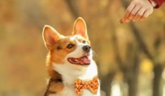 狗狗有了牙结石？别慌！看这几个处理方法！
