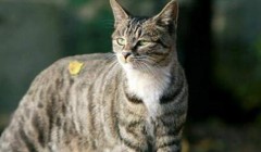 狸花猫在风水上的说法有哪些