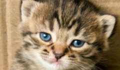 猫口炎的治疗方法