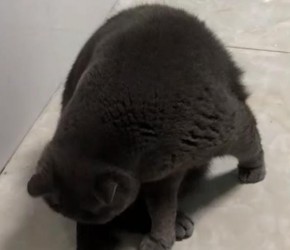 一只爱干净的胖猫猫，舔一下毛走两步，可爱极了​