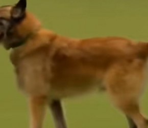 “犬中之王”​​德牧​​对战猛犬藏獒，谁才是真正的犬霸？