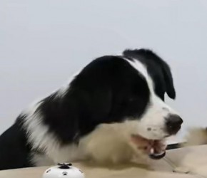 边牧​​和德牧正经按铃表演，德牧不是不会，只是不愿意表现​