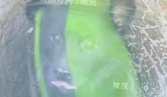 四年坚守暖人心！浙江老人投喂被困小狗，年迈求助终获救援