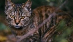 流浪猫专挑豪车“碰瓷”？真相与嫌贫爱富无关