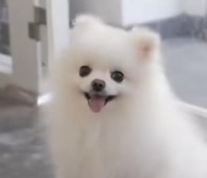 你确定这是博美吗？博美日常洗澡剪毛过程，内容引起极度舒适感！