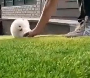 ​小​​博美​​圆滚滚的像个长脚的毛球，这笑容简直要把人甜化了