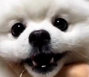 博美​​什么时候会生气呢？小心不理你！​