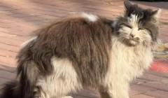 为什么多数流浪猫宁愿挨饿，也不愿跟随人类回家？
