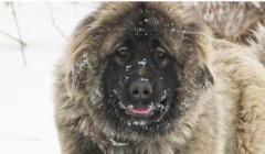2026 养狗别着急出门！30 多种犬已全域禁养，少一步都可能被罚