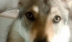 警犬退役后闷闷不乐，到新家后发现新主人瞬间愣住
