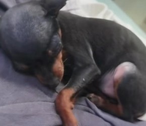 小鹿犬​​在诊所检查视频​