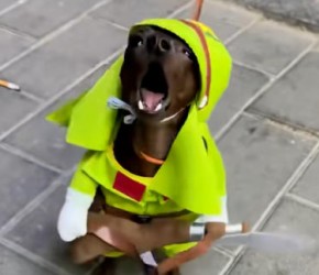 世界上最小的狗 ​​小鹿犬​​