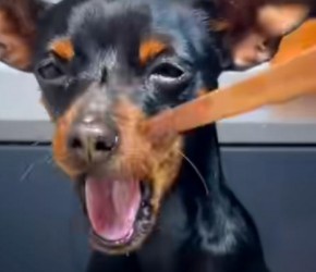 第二十五期，一天认识一个犬种，自尊心极强的​​小鹿犬​