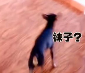 “成精”啦！聪明​​小鹿犬​​竟给钱让爸爸洗袜子​