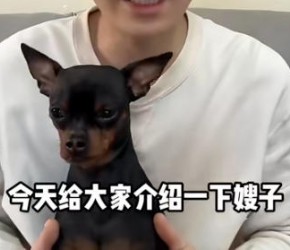 给大家安利下​​小鹿犬​​，想养的看过来