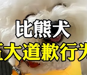 ​比熊​​犬的五大道歉行为。​