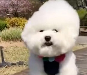 ​比熊​​犬叫什么名字好呢？我们一起来看看吧​