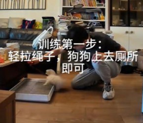 教​​比熊​​学习定点上厕所，练到快睡着的小狗​