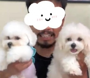比熊​​vs白泰迪，它们有哪些区别呢？​