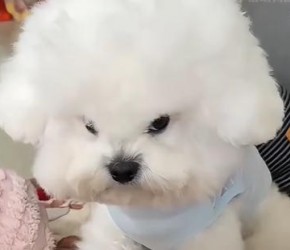 比熊​​犬，行走的棉花糖，名副其实的粘人精​