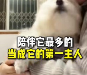 比熊​​眼里只其实有一个主人