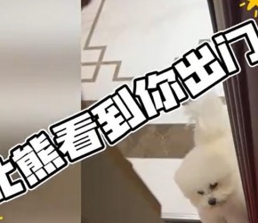 ​比熊​​看到你出门时，会很难过吗？​