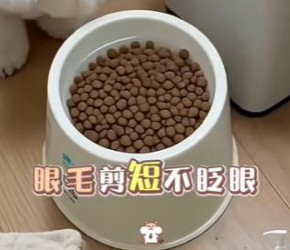 比熊​​犬有泪痕三部解决​
