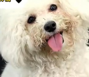 比熊​​体臭是怎么引起的？怎么去除它的臭味