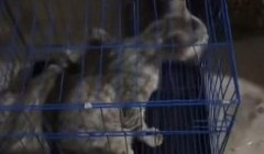 南充非法囤猫窝点被查处，爱心团队火速到场救助被困猫咪