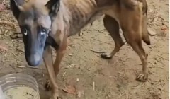 马犬被洪水冲走10天，自行回家瘦成皮包骨