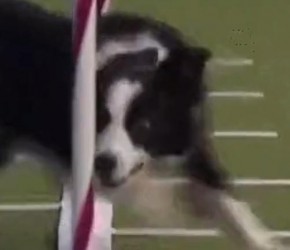 ​边牧​​（边境牧羊犬）那么聪明，为什么没人敢养？​