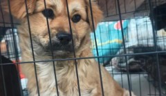 六祖景区的毛孩子们，打上了今年的狂犬疫苗