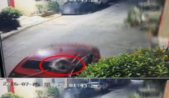 警惕偷猫作案！潮州两日发生两起家猫夜间被盗事件