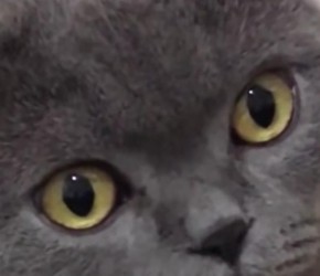 英短蓝猫​​与俄罗斯​​蓝猫​​有区别吗？​